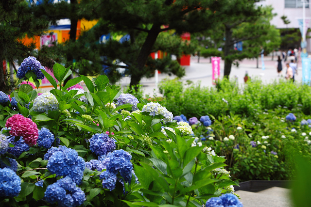 八景島あじさい祭（６月９日）_c0057265_16194287.jpg