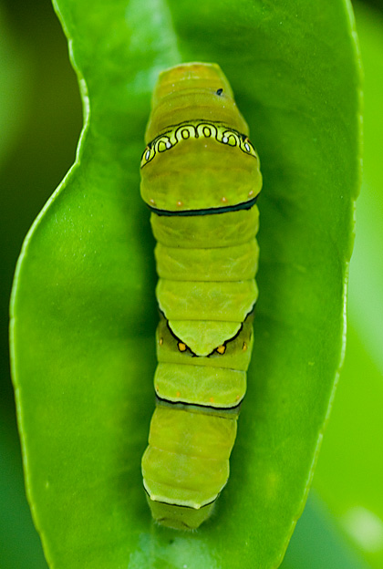 c0002682_1031119.jpg