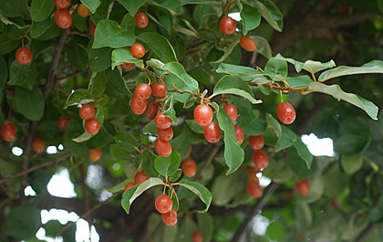 c0002682_9565316.jpg
