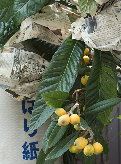 c0002682_9591458.jpg