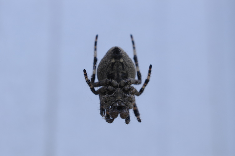 鬼蜘蛛の館−エルマー65mmを付けてでた理由_f0042194_9305216.jpg