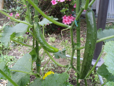 f0130894_2193999.jpg