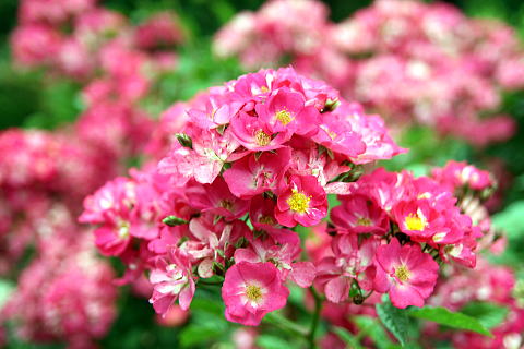 c0090198_6591242.jpg