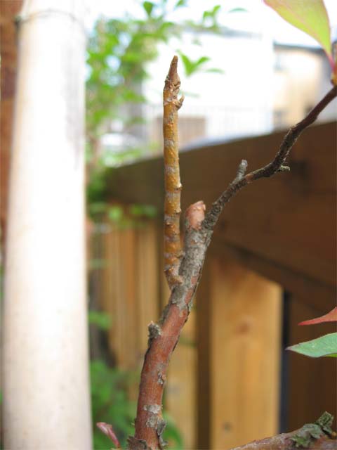 庭のヒメシャラの枝になりすましていました 昆虫ブログ むし探検広場 庭のヒメシャラの枝になりすましていました 昆虫ブログ むし探検広場