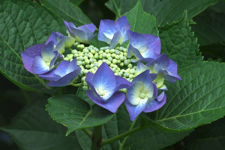 226.  長谷寺・光則寺紫陽花　　2007-6-9_b0014715_20404533.jpg