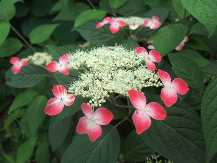 226.  長谷寺・光則寺紫陽花　　2007-6-9_b0014715_20413993.jpg