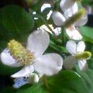 ドクダミ君_d0085018_1924962.jpg