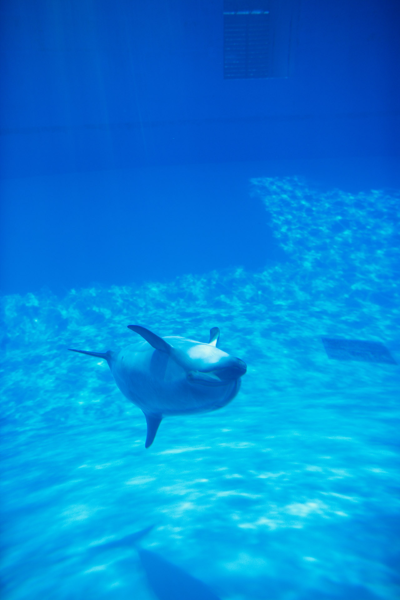 名古屋港水族館　　～　イルカの水中散歩　～_d0073620_13451770.jpg