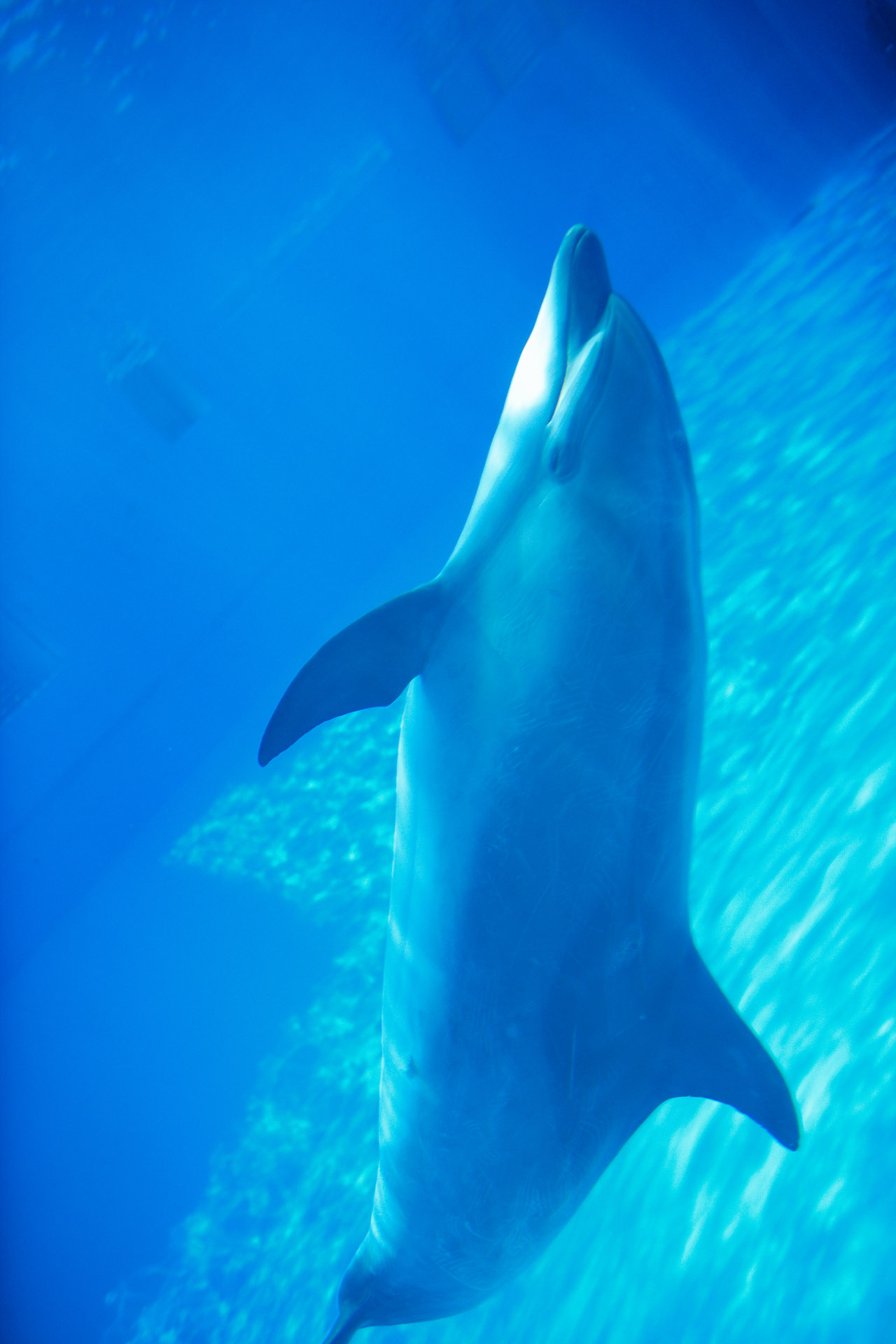 名古屋港水族館　　～　イルカの水中散歩　～_d0073620_13453028.jpg