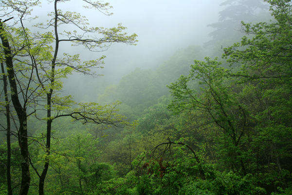 雨の日の乙女高原荒川林道_f0081726_22133516.jpg