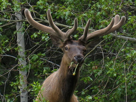 エルク （Elk） 』 : ヤムナスカ Blog