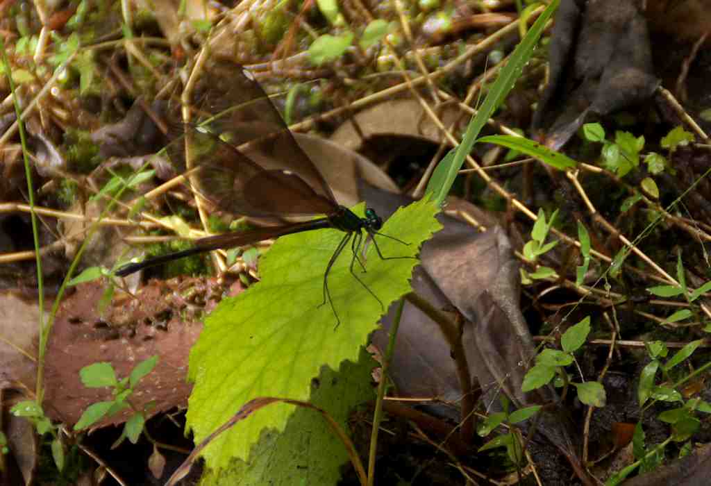 d0053930_8322770.jpg