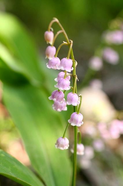 ピンクスズラン 紫丁香花のモノローグ