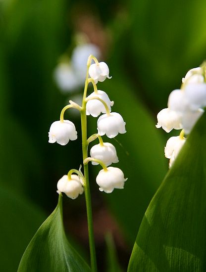 スズラン(紫・白・ピンク)鉢植え (花ことば一覧) スズラン(紫・白・ピンク)鉢植え (花ことば一覧)