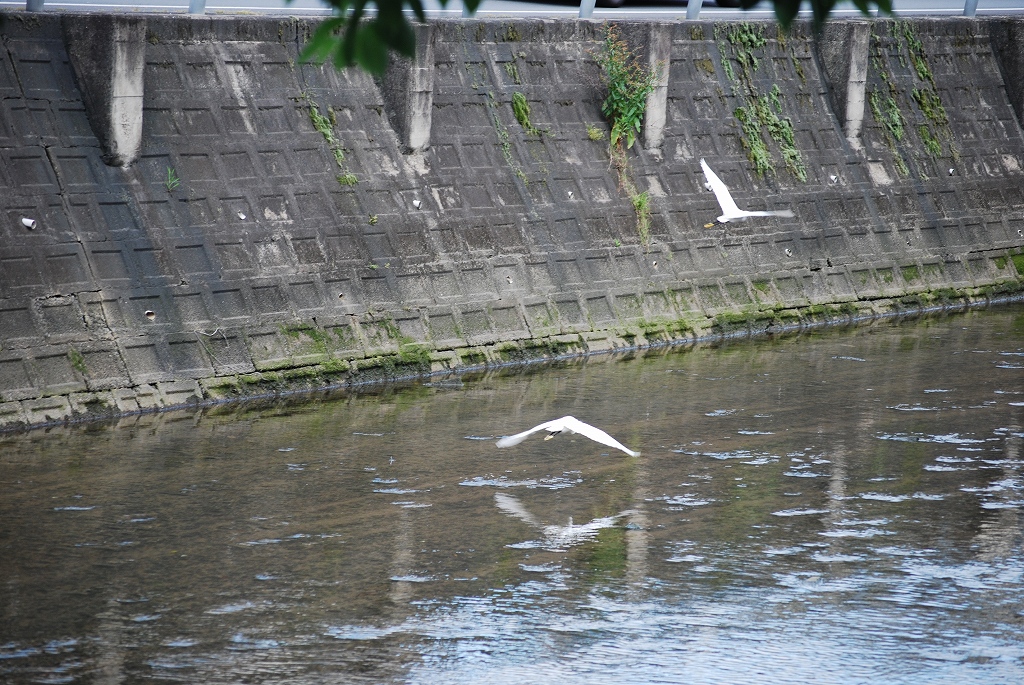 2007/6/10(日）　尾道　栗原川の野鳥_f0137351_7211144.jpg