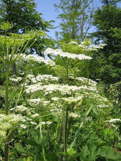 オオハナウドが花盛り_a0100152_1015363.jpg