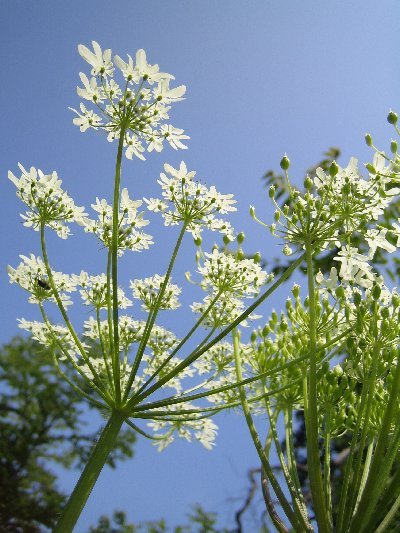 オオハナウドが花盛り_a0100152_15561513.jpg