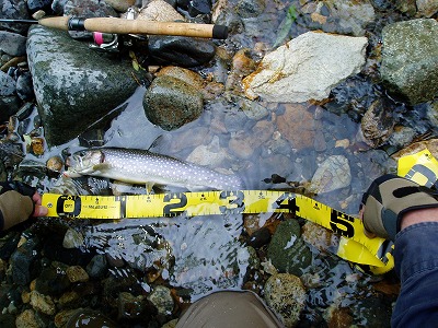 道南DRY FLY ONLY TOUR・岩魚河川編_c0097652_1927822.jpg