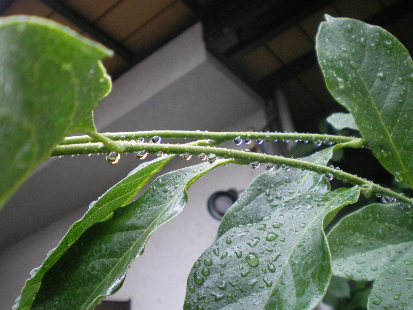 雷雨_c0118352_104141100.jpg