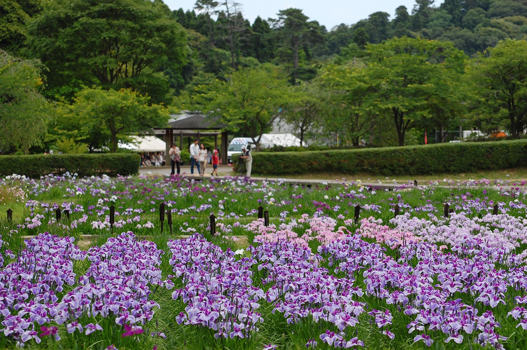 千葉県茂原市・ひめはるの里「花菖蒲」_e0071178_22483686.jpg