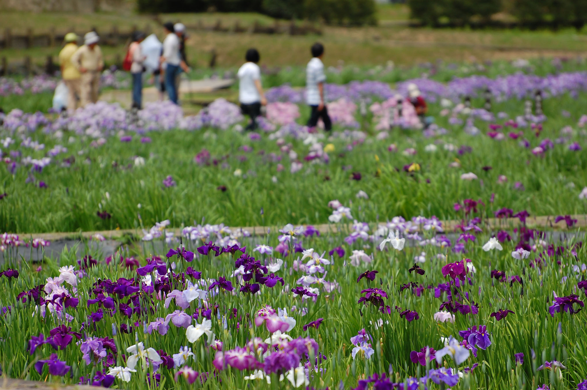 千葉県茂原市・ひめはるの里「花菖蒲」_e0071178_2382244.jpg