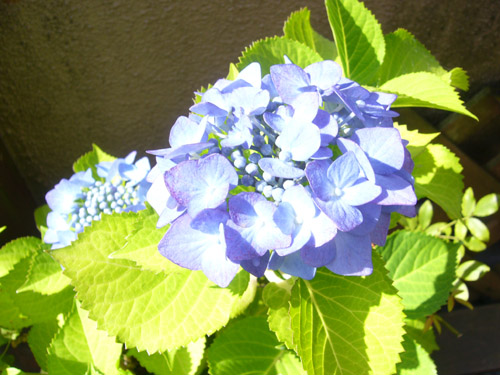 c0085188_13124342.jpg