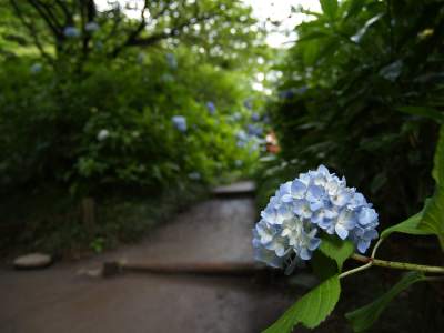 雷雨の後の鎌倉「明月院」_c0037300_16465111.jpg