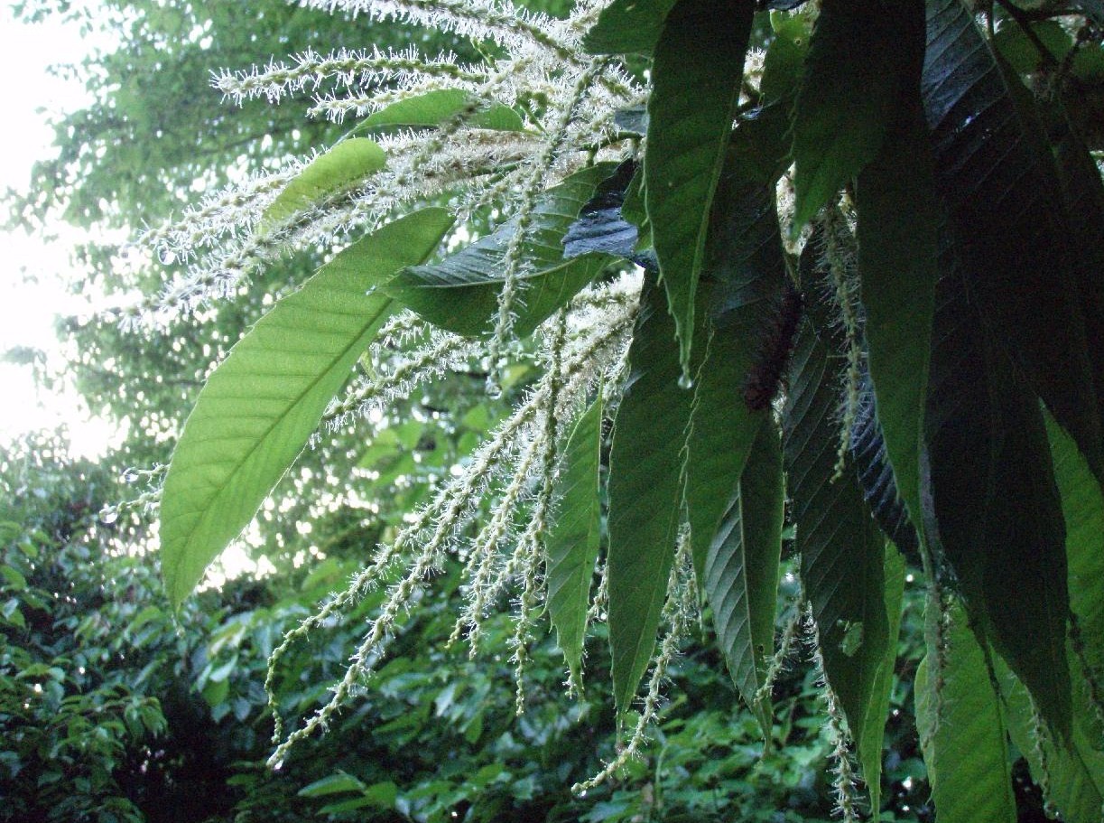 栗の花　　　栗の花流れて白き滴玉_d0051106_22464774.jpg