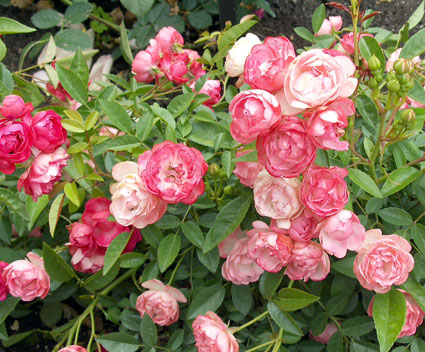 June is for Roses_b0085607_22565.jpg