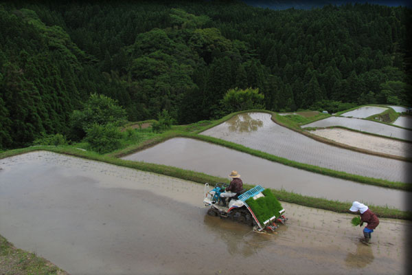 棚田の田植え_b0037717_0161797.jpg