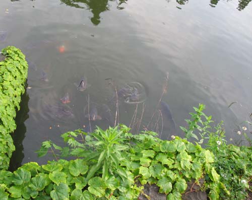 d0080118_17414723.jpg
