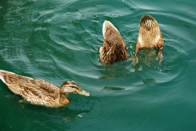 Baby Ducks_e0019918_874384.jpg