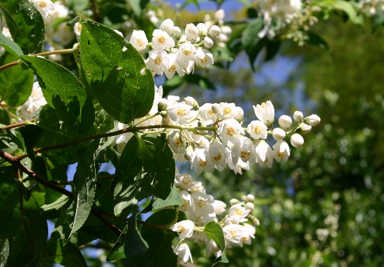 家の近くの花_e0021129_0283042.jpg