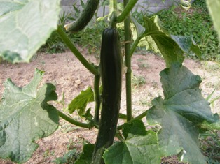 f0000330_19411411.jpg