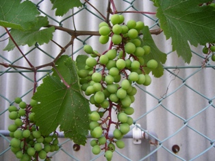 f0000330_19423490.jpg