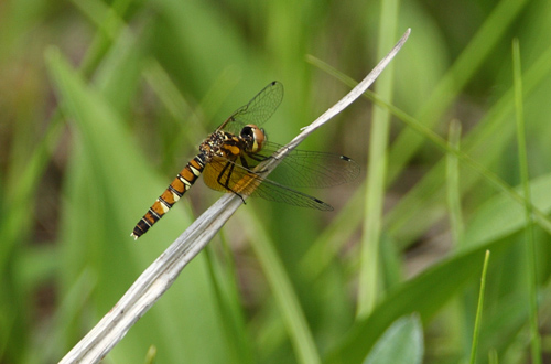 a0087133_6533377.jpg