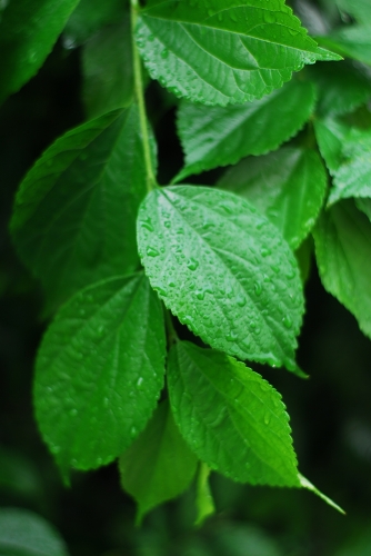 雨の朝　そろそろ梅雨？_f0050534_811882.jpg