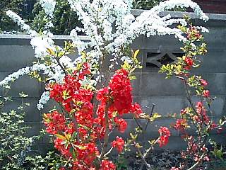 c0117239_8235046.jpg