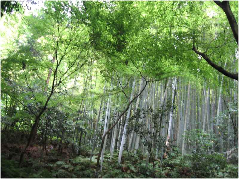 【うぐいす鳴く新緑の瑞泉寺・二階堂散歩③】_b0009849_1792847.jpg