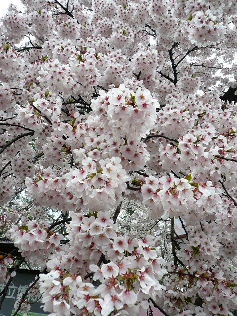 今年度桜の〆は、東の横綱(後編）_c0110550_204612100.jpg