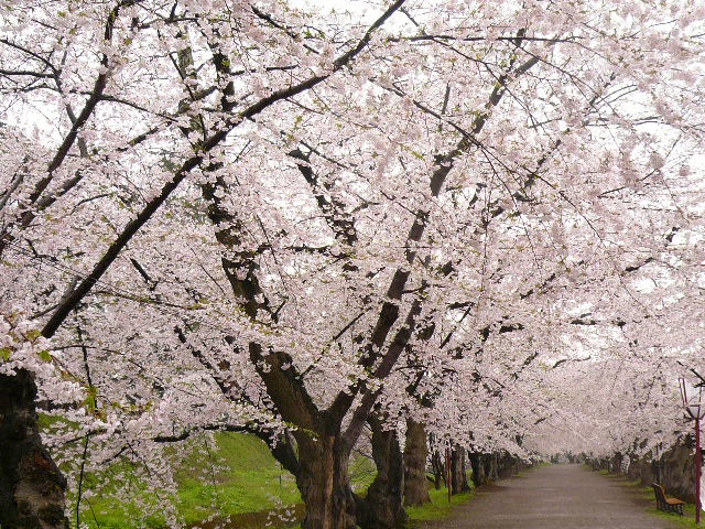 今年度桜の〆は、東の横綱(後編）_c0110550_20473985.jpg