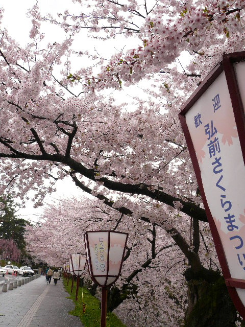 今年度桜の〆は、東の横綱(後編）_c0110550_20482898.jpg