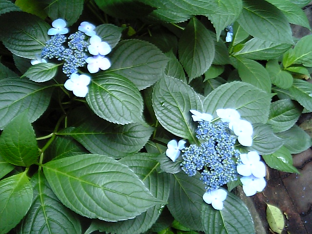 f0135859_21103920.jpg
