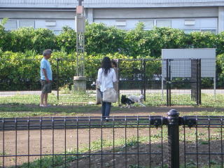 新宿区立落合中央公園「犬の広場」_c0109861_186196.jpg