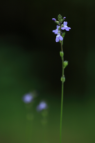 小さな小さな紫の野草_d0113164_22133814.jpg