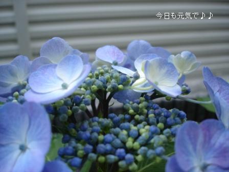 a0075065_218517.jpg