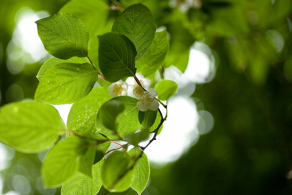 初夏の花いろいろ_e0015567_2043994.jpg