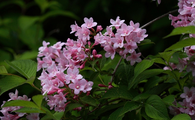 山に暮らせば_e0091879_1154737.jpg