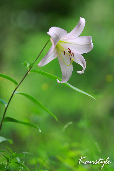 ササユリ　　　Lilium japonicum. _c0038290_22462039.jpg