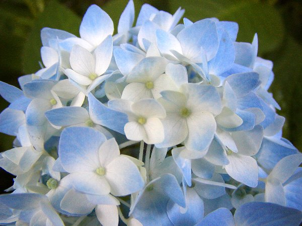 a hydrangea_c0057390_18381369.jpg